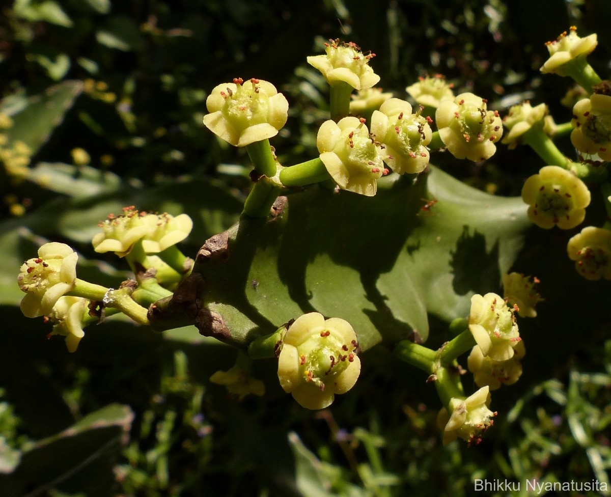 Euphorbia antiquorum L.